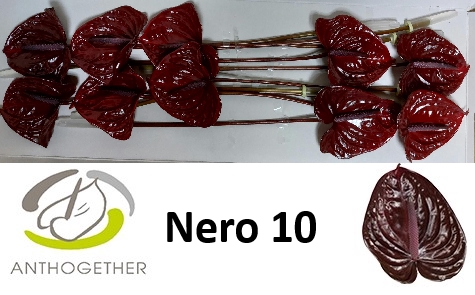 <h4>ANTH A NERO 10</h4>