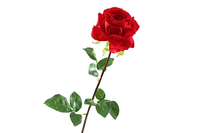 <h4>Rosa Red</h4>