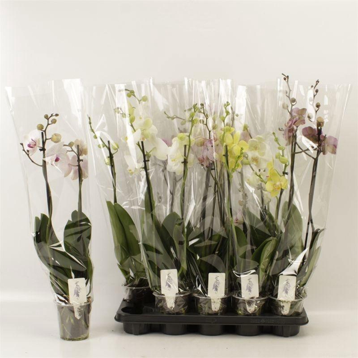 <h4>PHAL GEM 6 KL</h4>