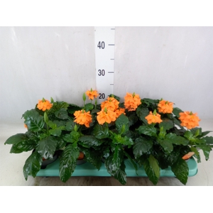 Crossandra infundib. 'Fortuna'