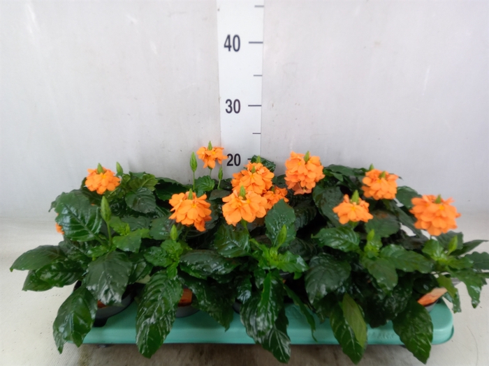 <h4>Crossandra infundib. 'Fortuna'</h4>