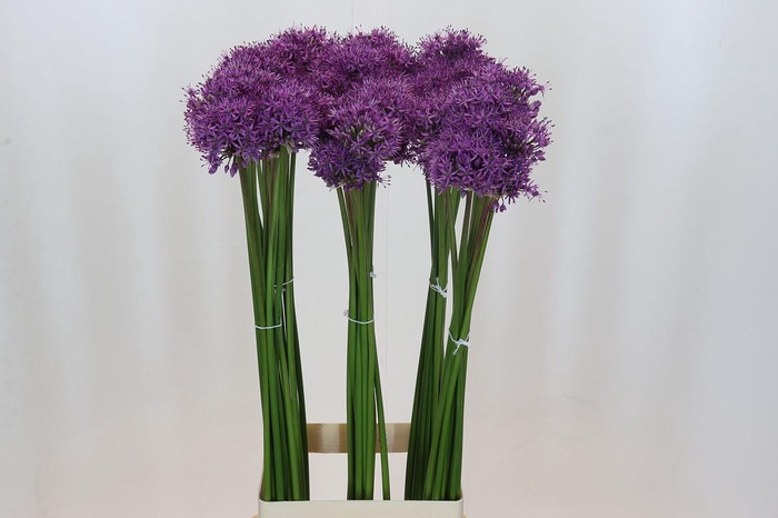 <h4>Allium Gladiator</h4>