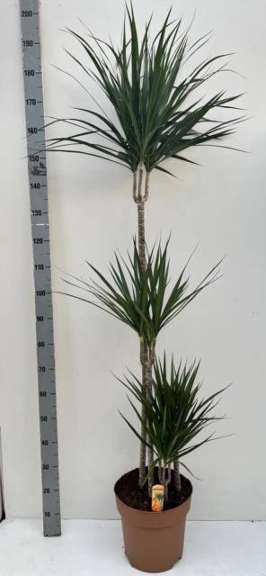 <h4>DRA MARGINATA</h4>