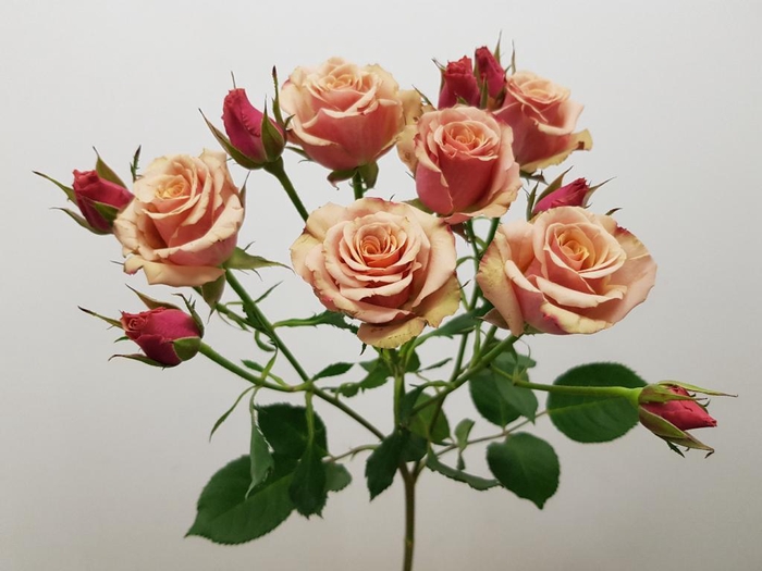 <h4>Rosa TR 'Antigua' BRAAM</h4>