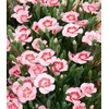 Dianthus caryophyllus