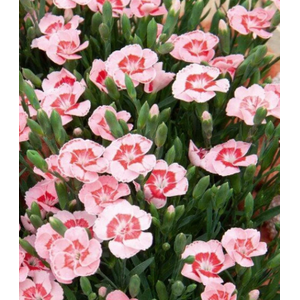 Dianthus overig