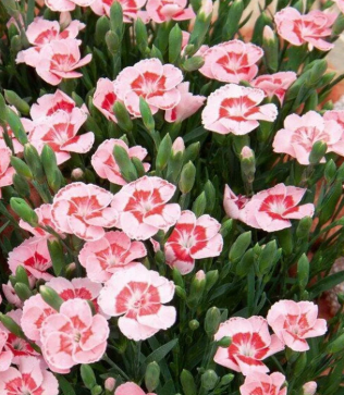 Dianthus caryophyllus