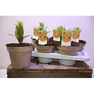 Frit Imp Aurora Orange