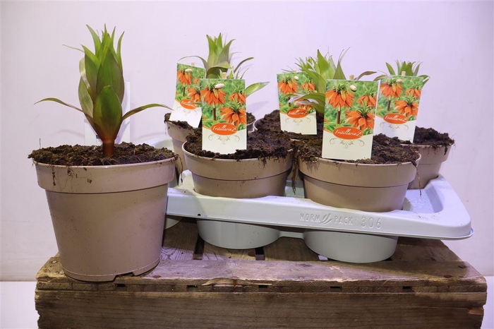 <h4>Frit Imp Aurora Orange</h4>