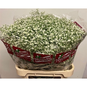 GYPS PA ZI DISCOVERY