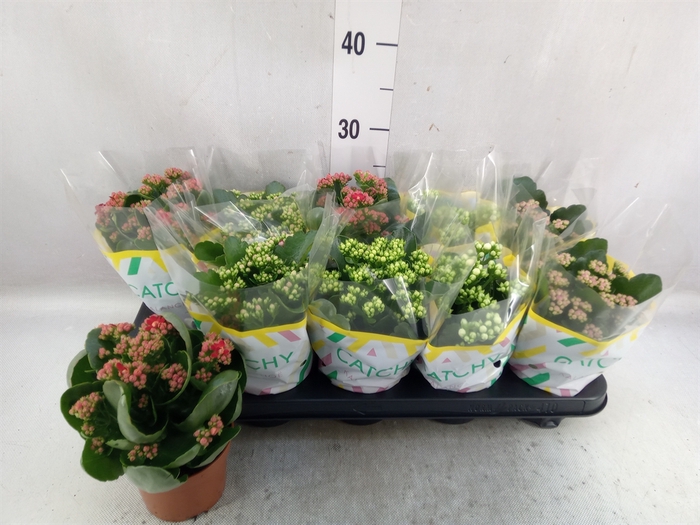 <h4>Kalanchoe blos.   ..rosebud mix  5</h4>