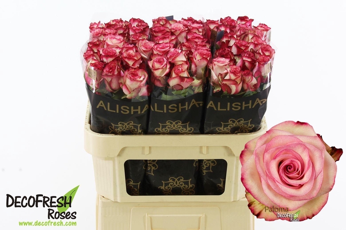 <h4>R Gr Paloma</h4>