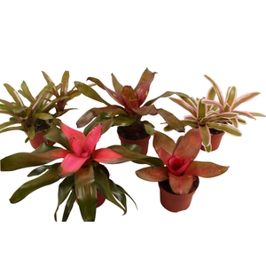 Neorgelia mix 12cm