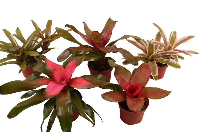 <h4>Neorgelia mix 12cm</h4>