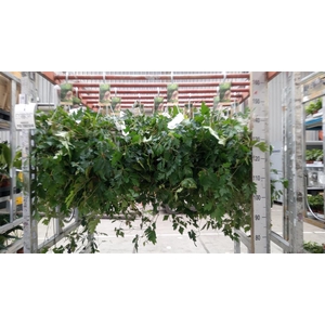 Cissus rhombifolia 'Ellen Danica'