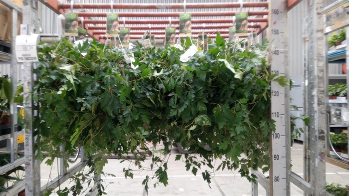 <h4>Cissus rhombifolia 'Ellen Danica'</h4>