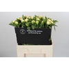 Paeonia Duchesse De Nemours