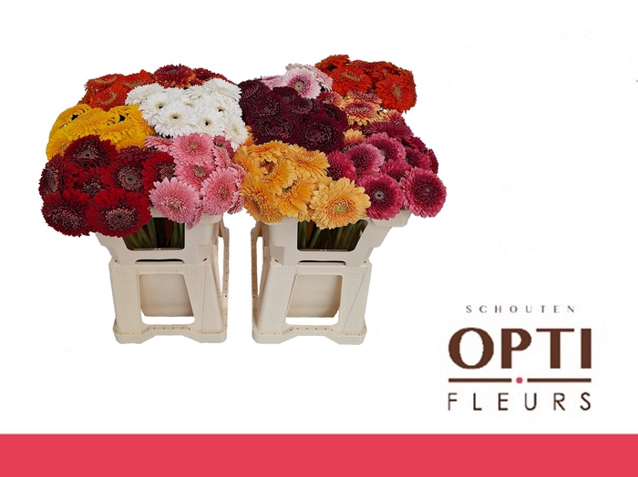 <h4>GE MB POM GEM-Water</h4>