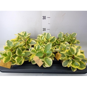 Peperomia obt. 'Obtipan Bicolor'