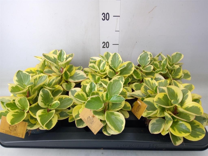 <h4>Peperomia obt. 'Obtipan Bicolor'</h4>