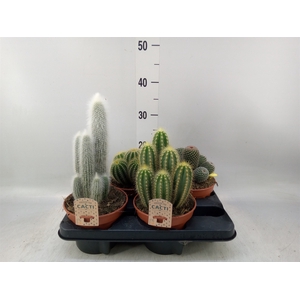 Cactus   ...mix