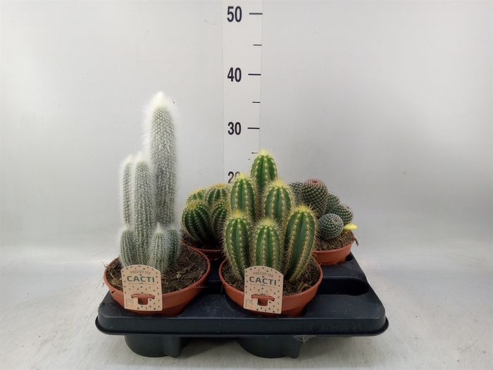 <h4>Cactus   ...mix</h4>