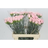 Dianthus St Pink Bizet