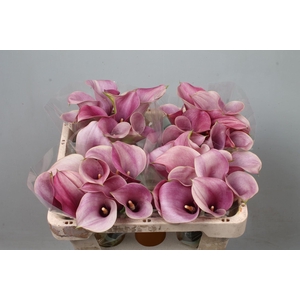 CALLA CAPTAIN ROMANCE
