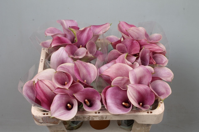 <h4>CALLA CAPTAIN ROMANCE</h4>
