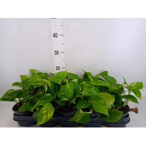 Epipremnum pinn. 'Aureum'