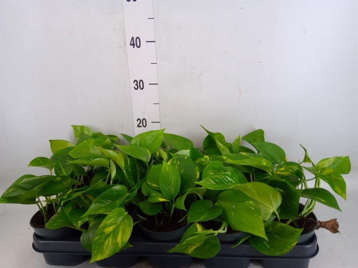 <h4>Epipremnum pinn. 'Aureum'</h4>