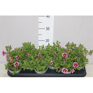 Calibrachoa Rave Hawai