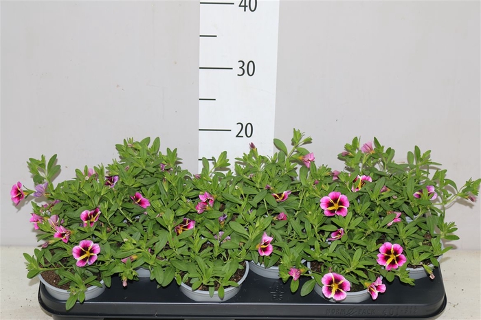 <h4>Calibrachoa Rave Hawai</h4>