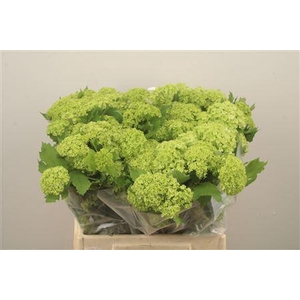 Viburnum Roseum St 2+