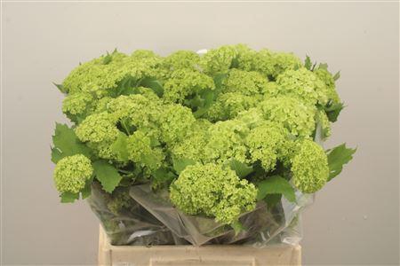 <h4>Viburnum Roseum St 2+</h4>