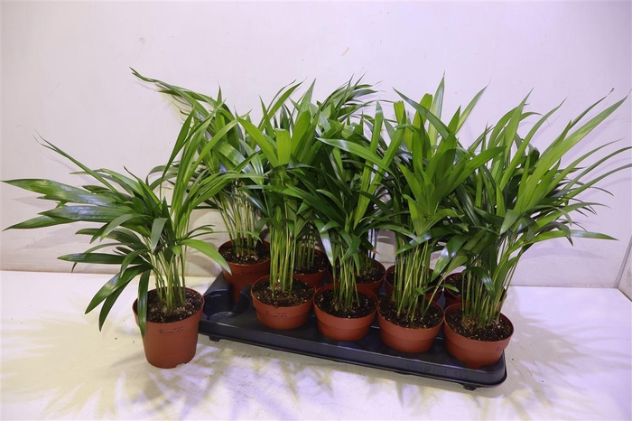 <h4>Dypsis Lutescens</h4>