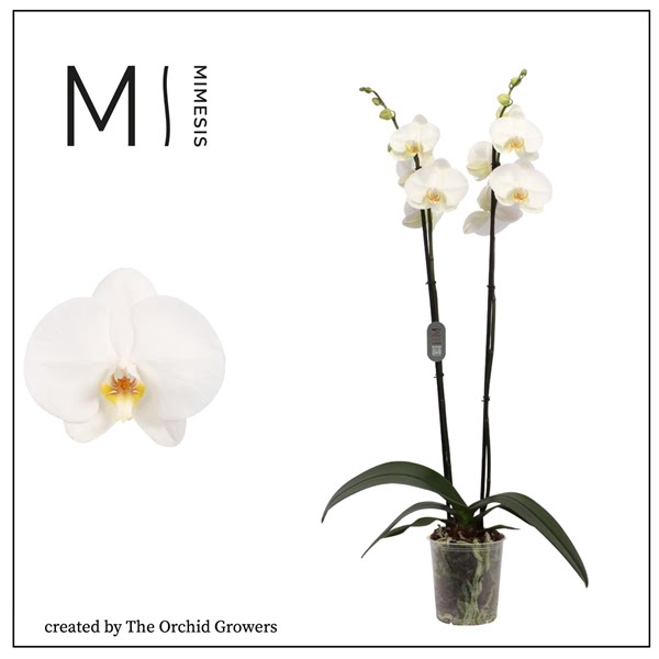 <h4>Mimesis Phal. Tokyo - 2 spike 12cm</h4>