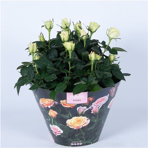 <h4>Nolina Roses Excellent Bowl Ø 23 White</h4>