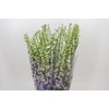 Delph Du Elatum Aurora Lavender