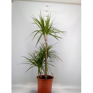 Dracaena marg.