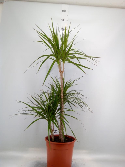 <h4>Dracaena marg.</h4>