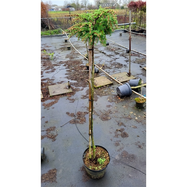 <h4>Larix kaempferi 'Blue Dwarf'</h4>