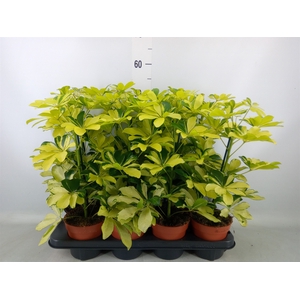Schefflera arbor. 'Melanie'