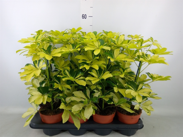 <h4>Schefflera arbor. 'Melanie'</h4>