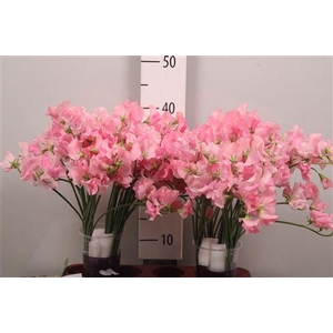 Lathyr Odor Pink Rank