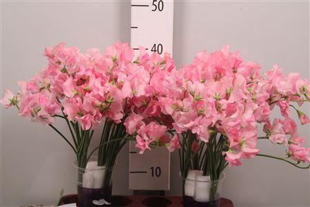 <h4>Lathyr Odor Pink Rank</h4>