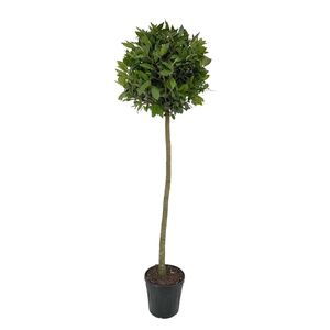 Laurus nobilis Bol op stam