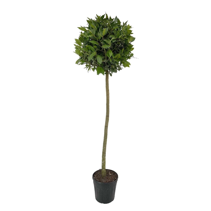 <h4>Laurus nobilis Bol op stam</h4>