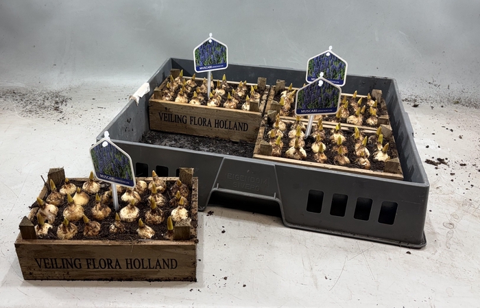 <h4>Arr Muscari</h4>