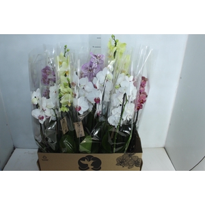 PHALAENOPSIS P12 3 HT